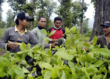 Mari Menanam Pohon