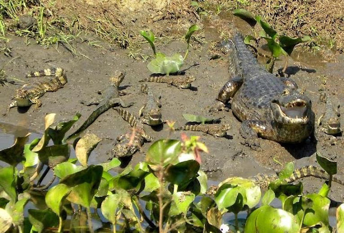 Pantanal caiman  with 8 babies !!!