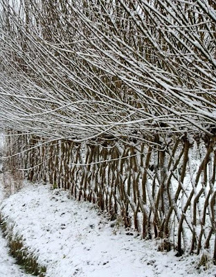 Living Willow Fencing