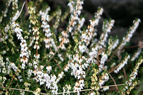 Erica December Red Stock Photos Erica December Red Stock Images