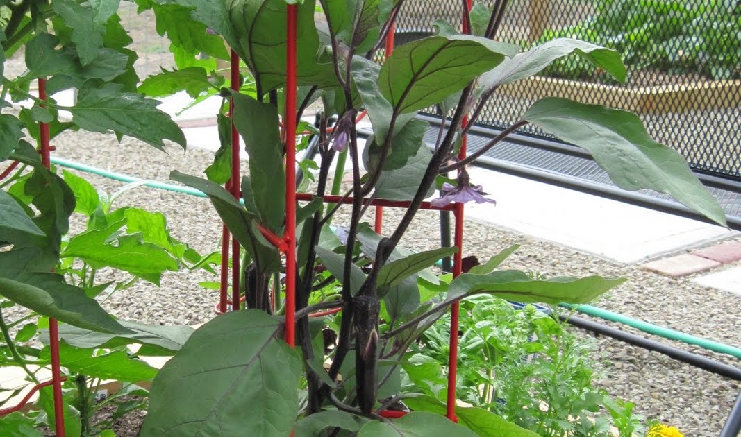 Too Many Tomatoes What’s Growing Ichiban Eggplant