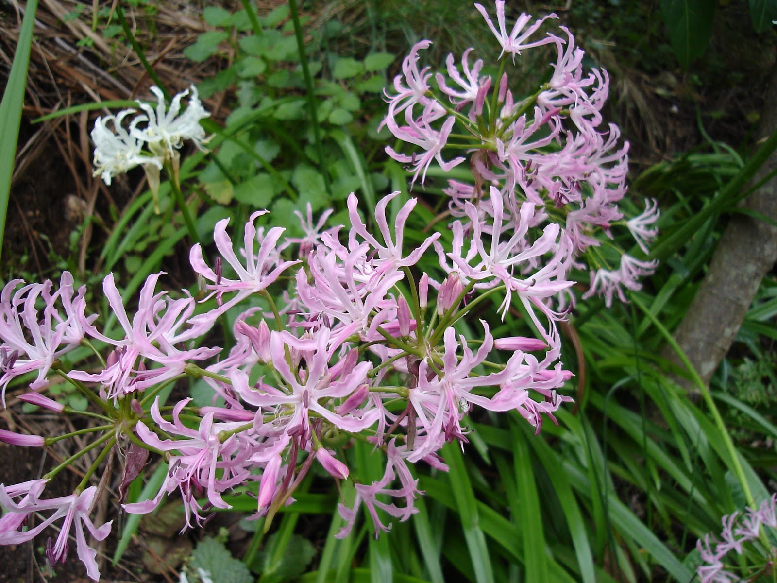 [Nerine+bowdenii+1.JPG]