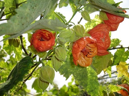 [lanterna-chinesa+(abutilon+striatum).JPG]