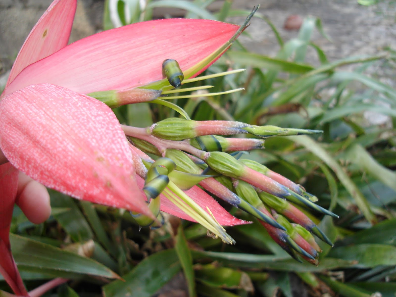 [Billbergia+nutans+2.JPG]