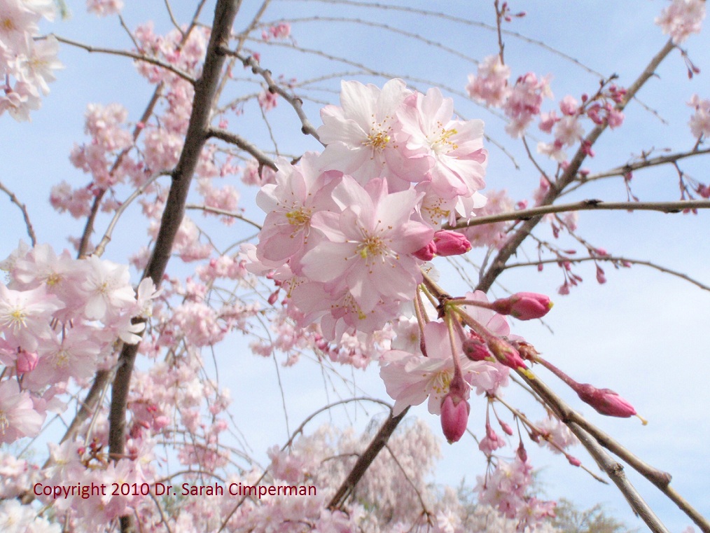 The Naturopathic Gourmet Chicken Liver Paté with Cognac