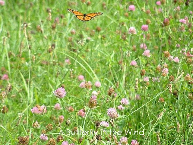 A Butterfly In The Wind