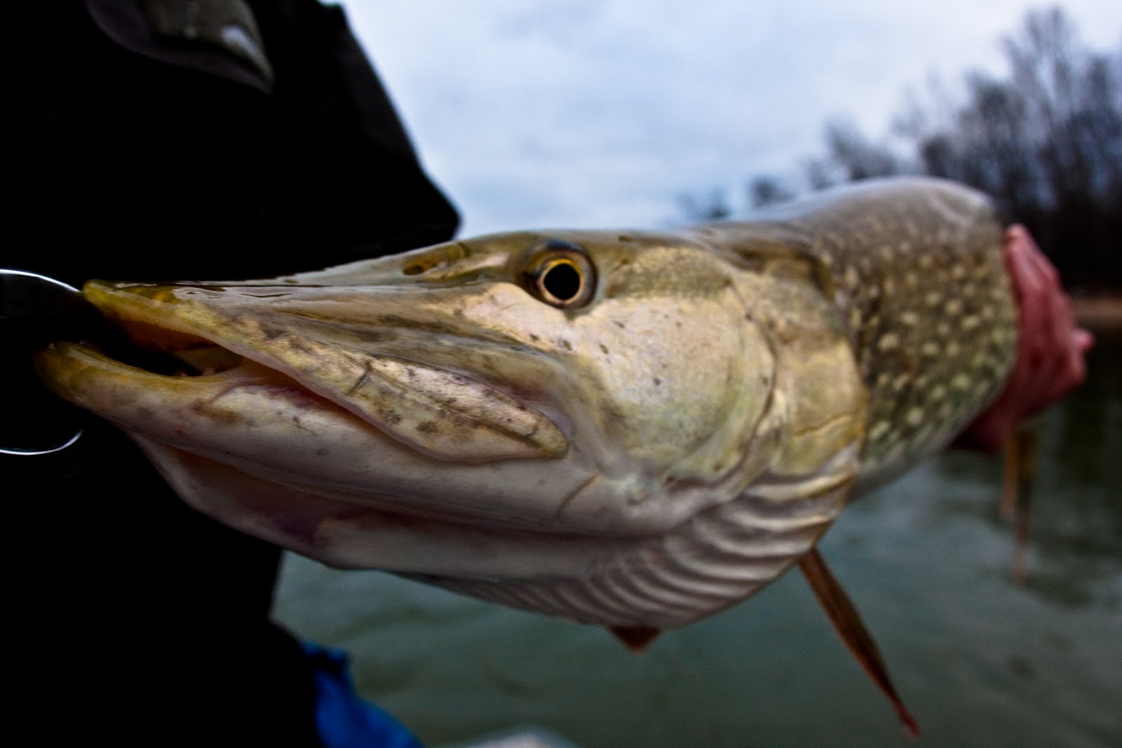 Always Interesting On The Manistee River Northern Michigan Guide Always Interesting On The Manistee River Northern Michigan Guide