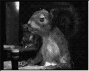 329774_squirrel_drinking_animated.gif