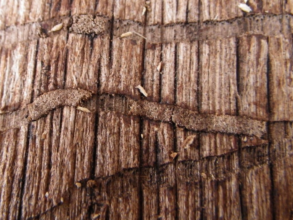 wood borer