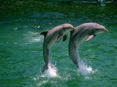 dolphin wallpaper background dolphin wallpapers. dolphin wallpaper background