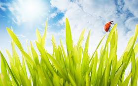 Spring Wallpapers widescreen