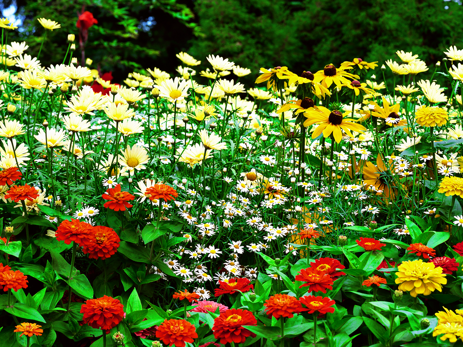 garden design with flower flower garden kerria beautiful flowers with building a garden box from floweyul - Flowers For Home Garden garden design with flower flower garden kerria beautiful flowers with building a garden box from floweyul - Flowers For Home Garden