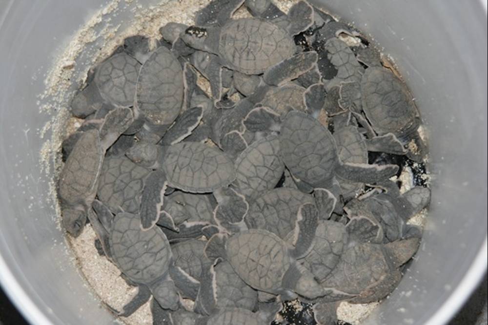 [savedturtles.jpg]