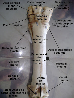 Atlas de anatomia animal