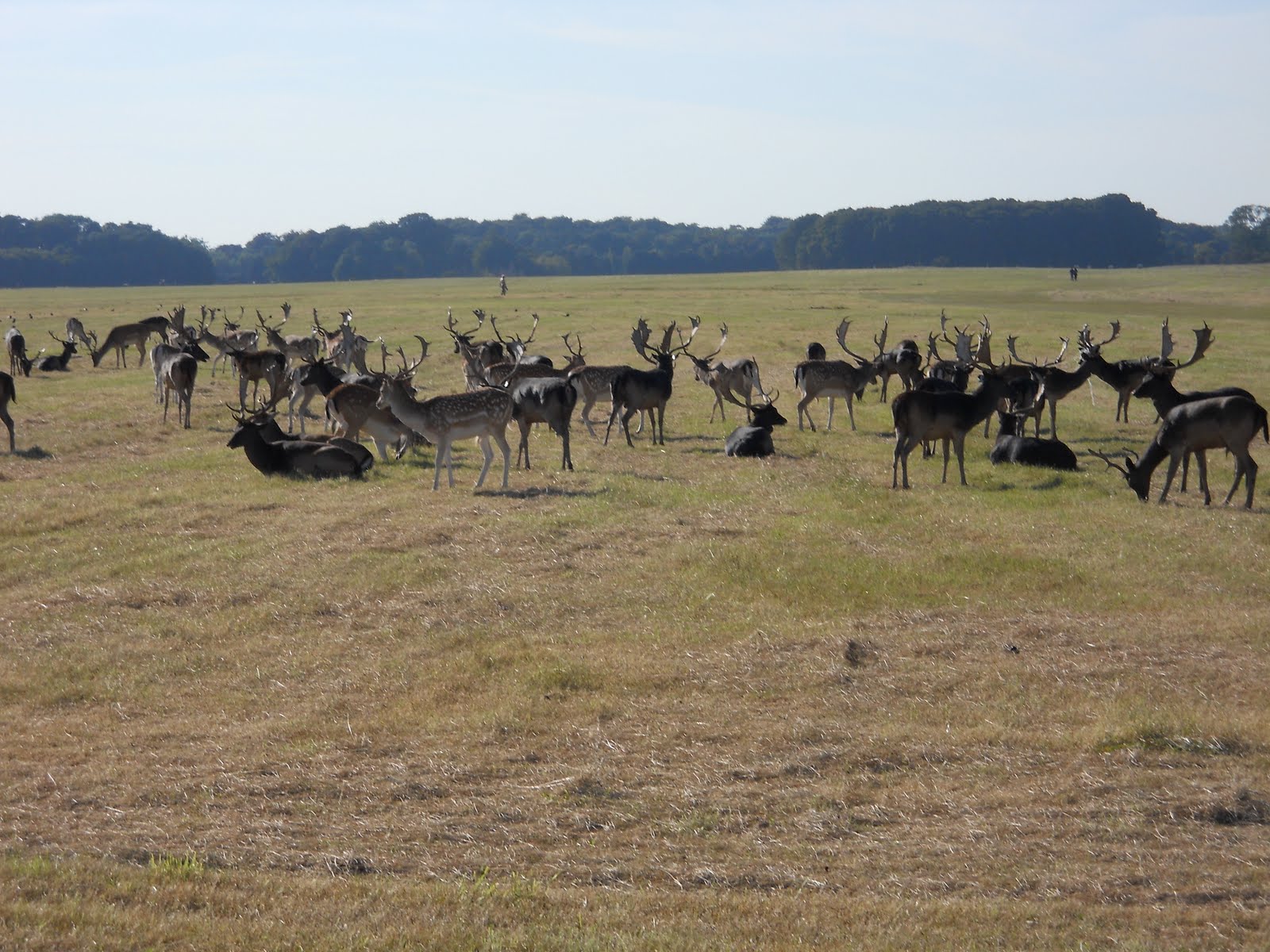 Deer Phoenix Park