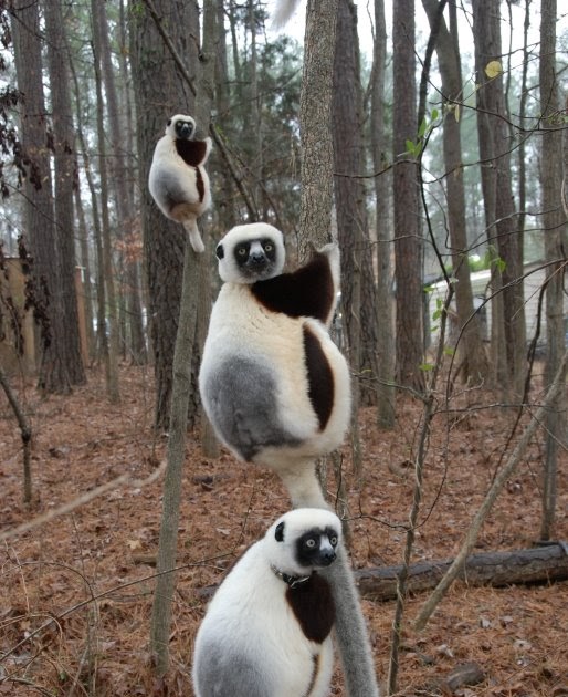 Duke Lemur Center Lemurs at Duke Lemur Center enjoy a bit of mid