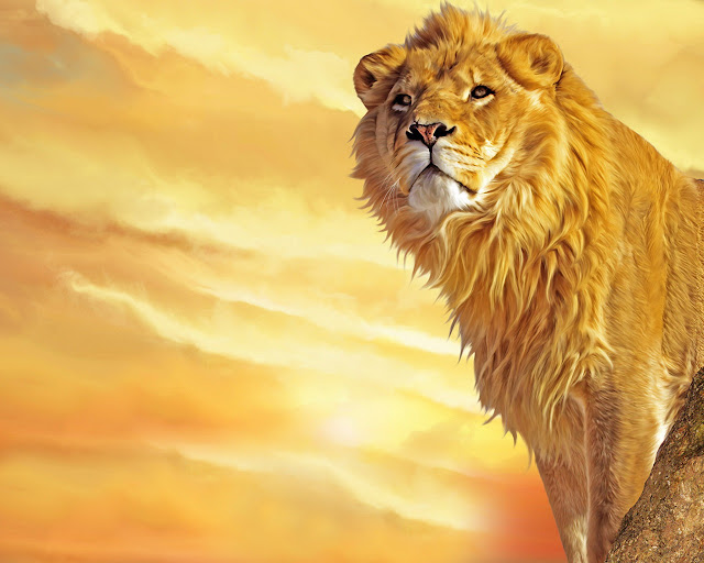  lion-wallpaper-101