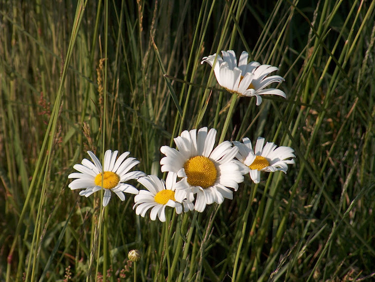 Oxeye