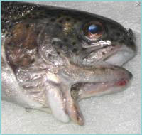 Mutaciones De Animales