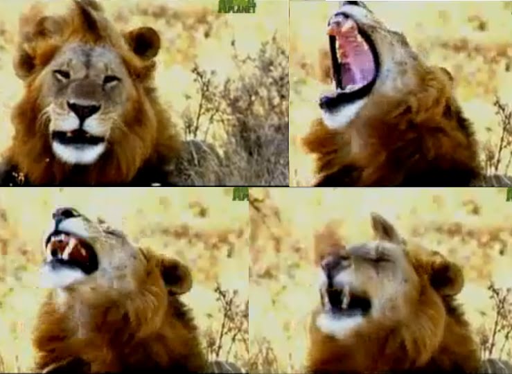 [lion+roar.bmp]