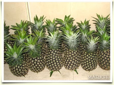 Pineapple