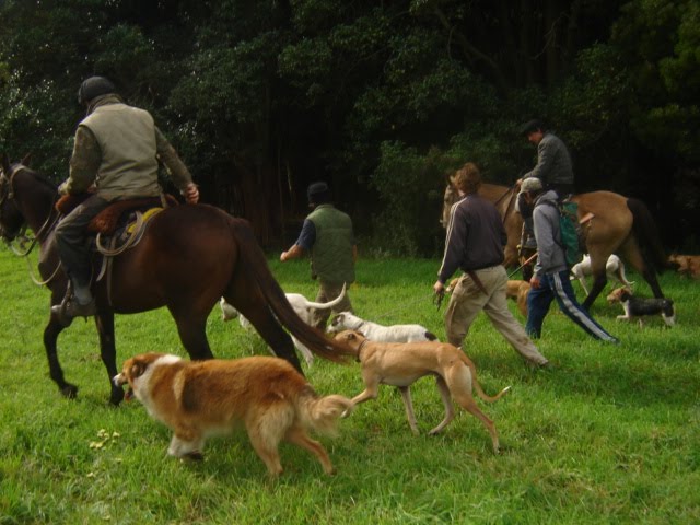 EN BUSCA DE UN PADRILLO