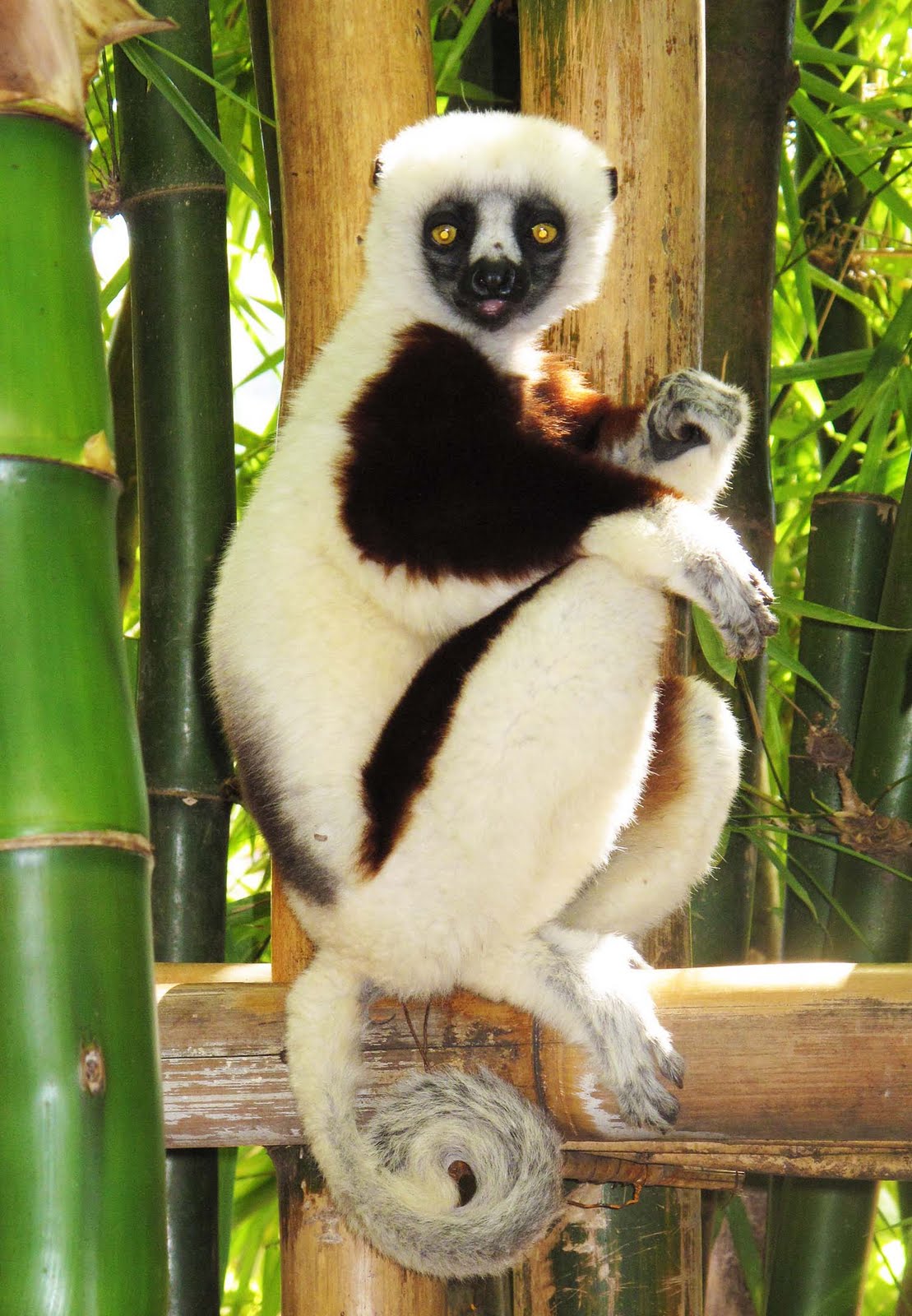 K2 The Things That Live in Madagascar