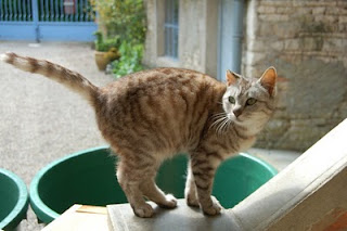 Fifi just before birthing