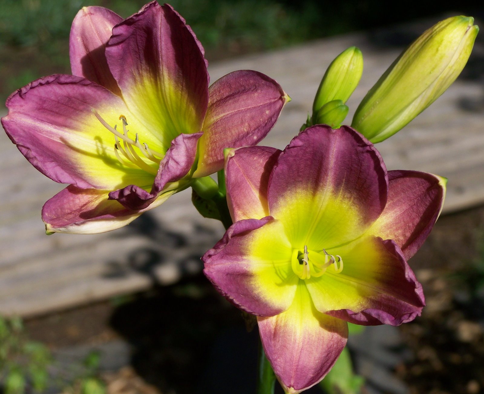 [JK7+3rd+bloom.JPG]