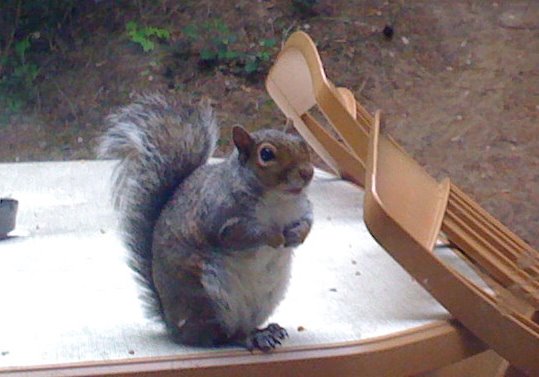 [cp09_squirrel3.bmp]