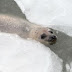 Φώκιες παγιδεύτηκαν στον πάγο σε λιμάνι της Κίνας