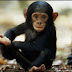 Οι χιμπαντζήδες μαθαίνουν να φτιάχνουν τα δικά τους εργαλεία!