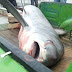 Γυναίκα-επαγγελματίας ψαράς έπιασε καρχαρία 270 κιλά