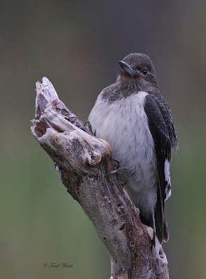 fred walsh photos: Red Headed Woodpecker, juvenile