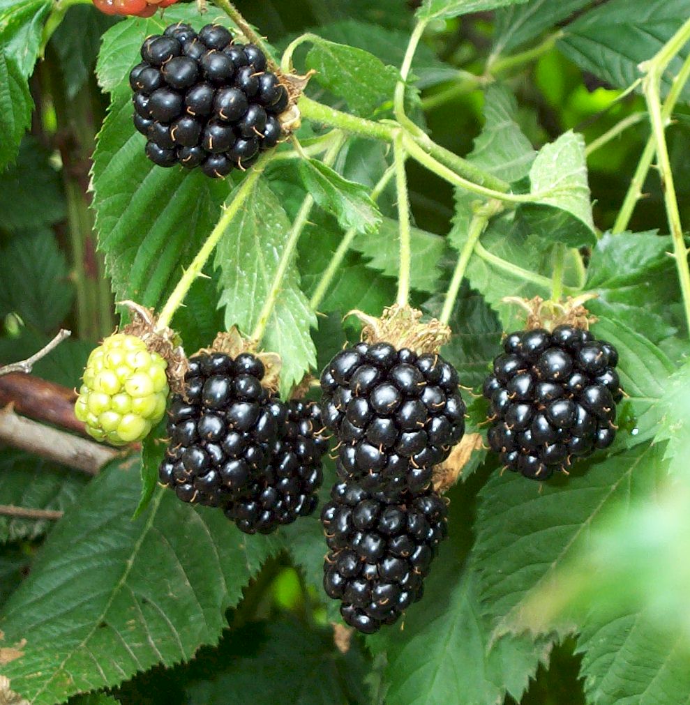 Picking Blackberries Hayley Hall UK