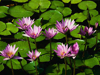 this is water lilies