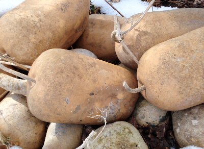 [gourds.JPG]