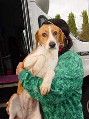 [concerned-hound-type.jpg]
