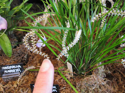 Sf Orchid Show