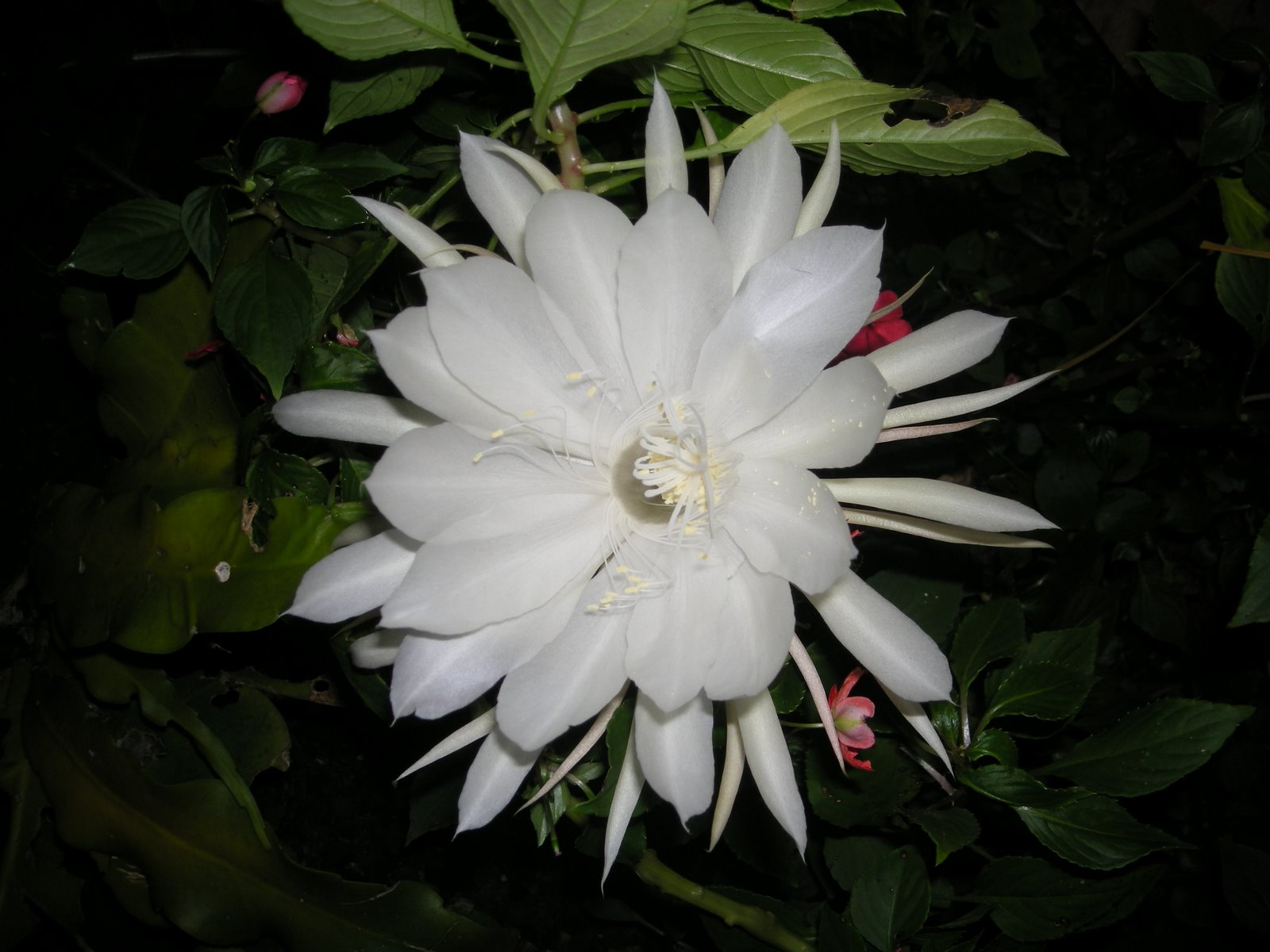 [2natal2008+033.JPG]