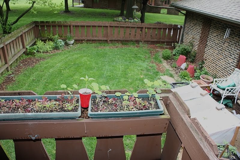 Punch Landscape Design Torrent Punch Landscape Design Torrent