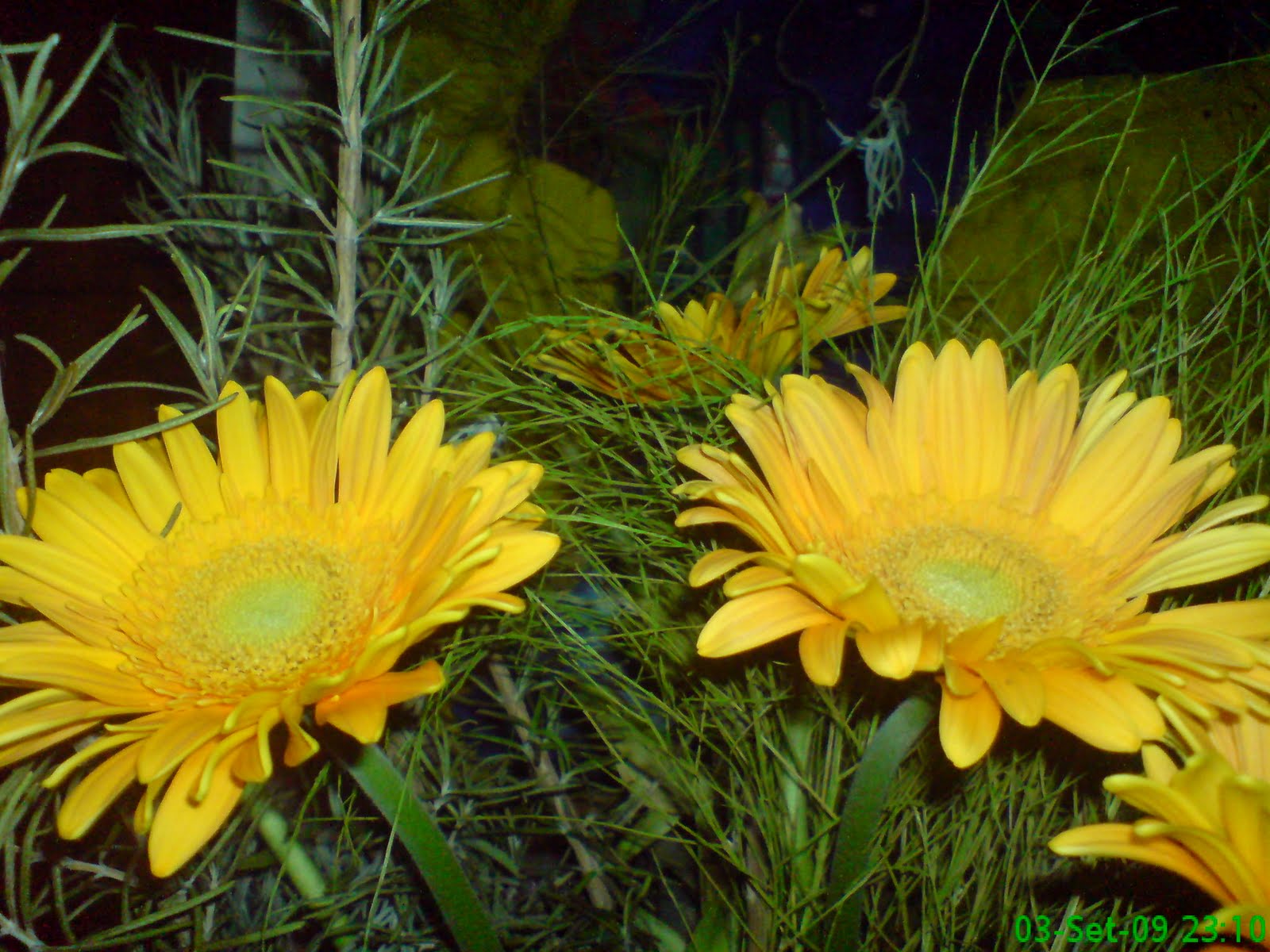 [DSC05552.JPG]