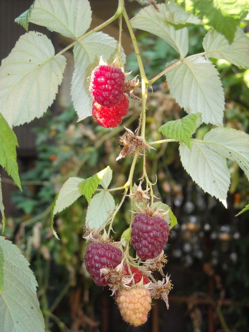 [Sept_27_Raspberries.jpg]