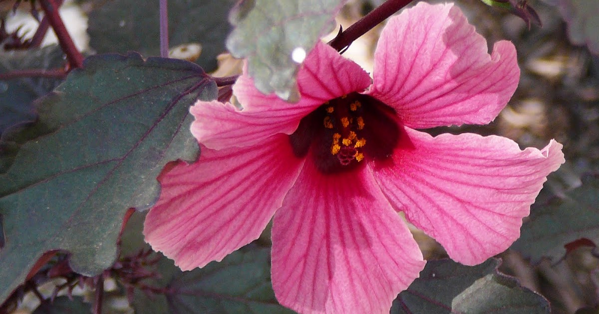 Arte Orgánico... Jamaican rose...