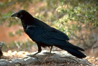 A crow took my golf ball