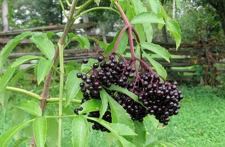 European Elderberries European Elderberries Yang Terdapat Di Dalam Vivix Shaklee