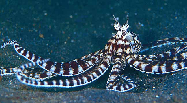mimic octopus mimic octopus