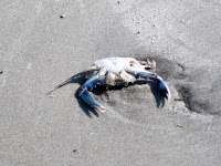 Blue Crab Hilton Head