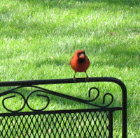 red cardinal