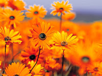 orange daisies